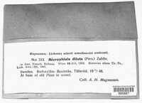 Image of Coenogonium pineti